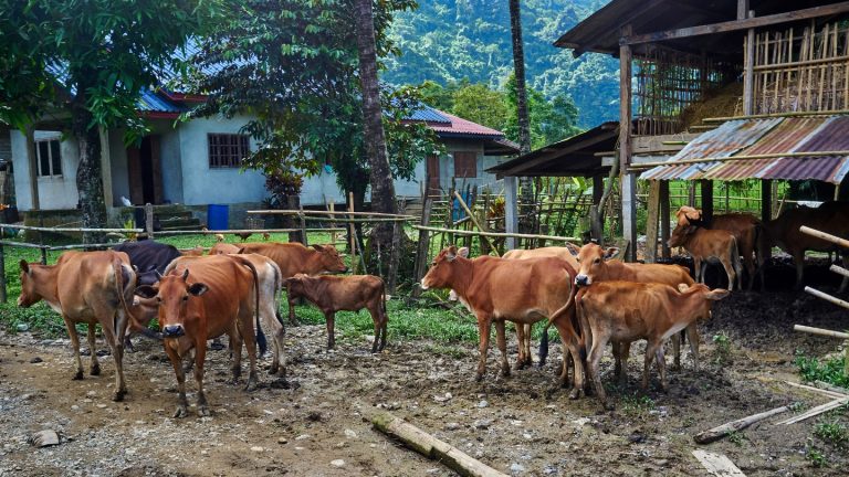 Luang Prabang UNESCO Cycling & Waterfalls – 2 Days